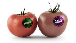 GMO Image